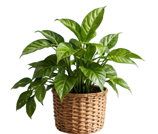 Healthy Plant in basket