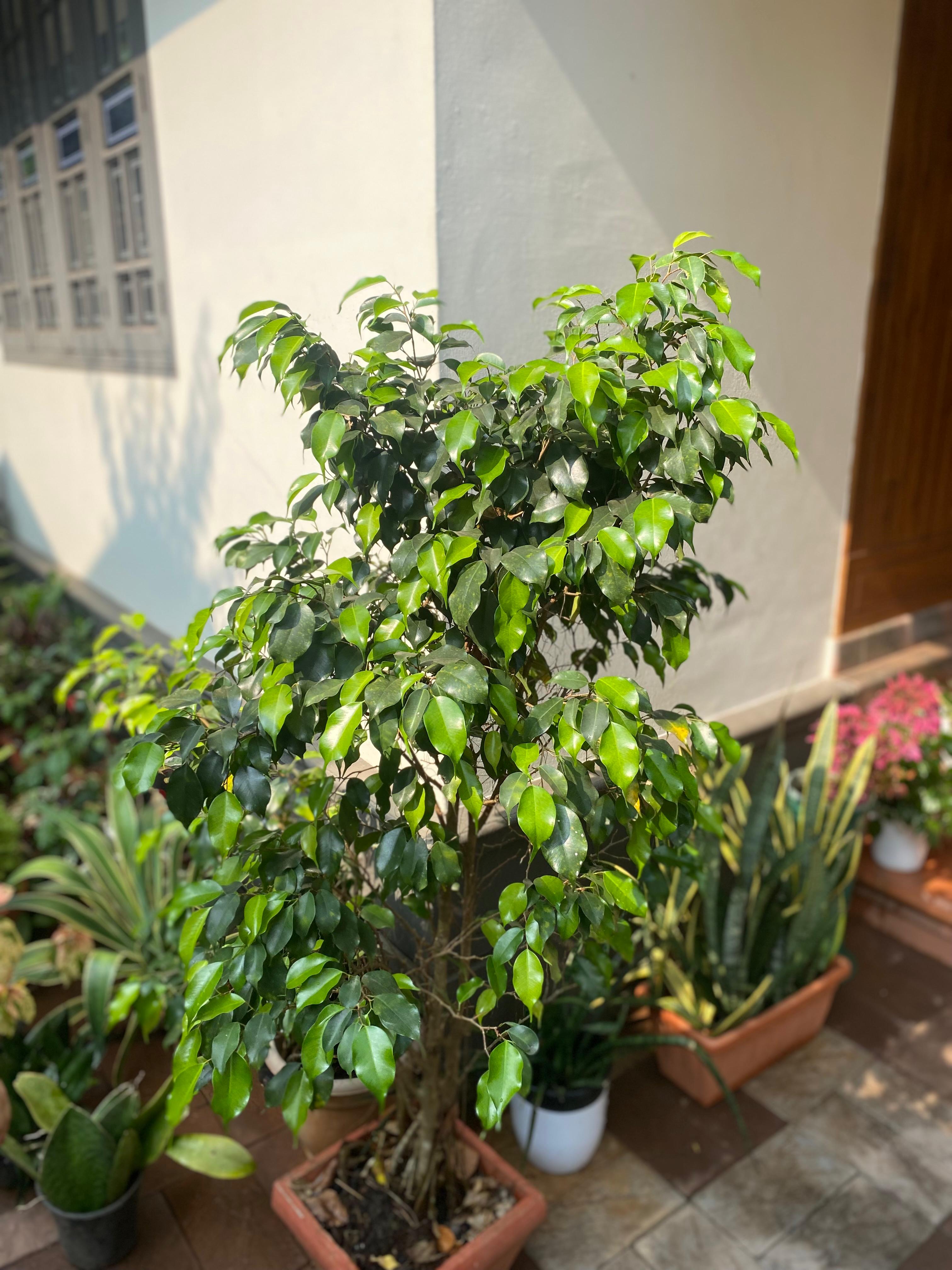 Ficus benjamina