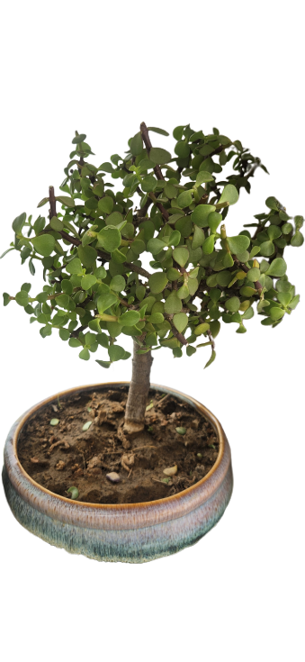 Z plant with ceramic tray
