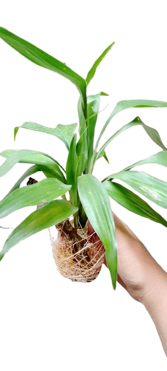 Bamboo (Dracaena sanderiana)